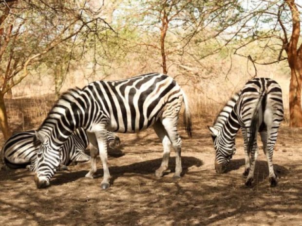 Zèbres réserve naturelle au Sénégal