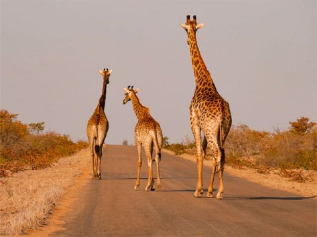 giraffes colonie de vacances au senegal