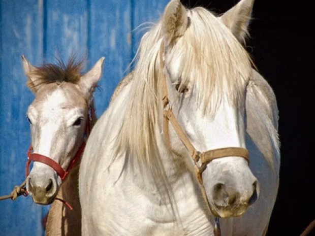 chevaux du domaine de Maguelonne en Camargue cet été