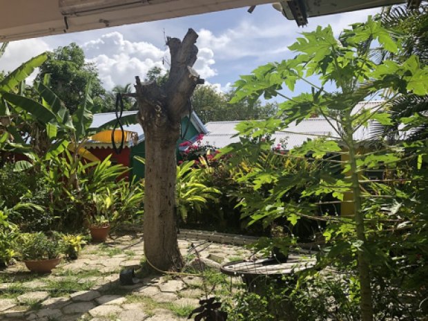 Vue sur les plantes à l'extérieur de l'hôtel Rotabas en Guadeloupe lors d'une colo pour ados