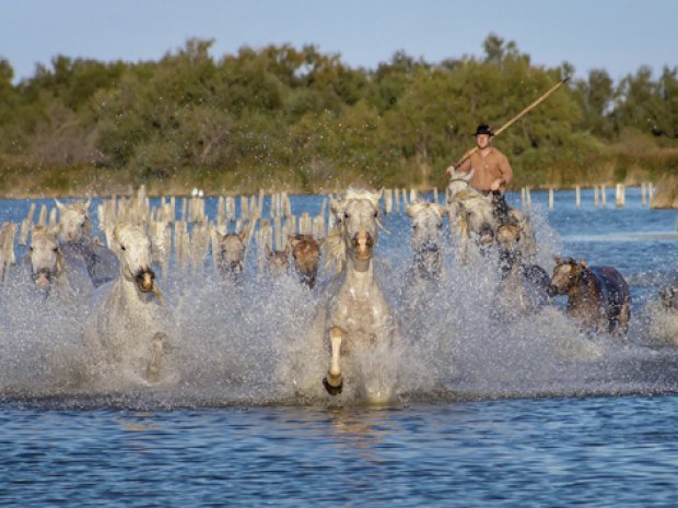 vue sur des chevaux galopants dans l'eau en Camargue 