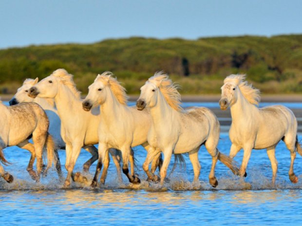photographie de chevaux galopants sur l'eau en Camargue