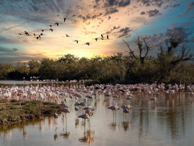 photographie de flamands roses en Camargue