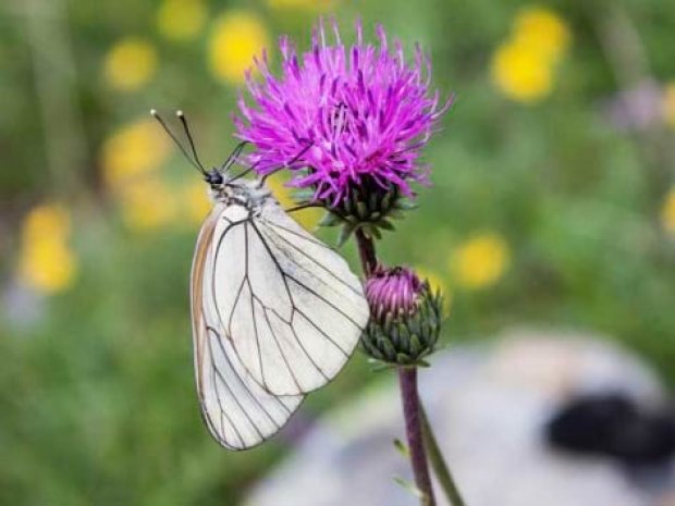 Zoom sur un papillon sur une fleur de montagne