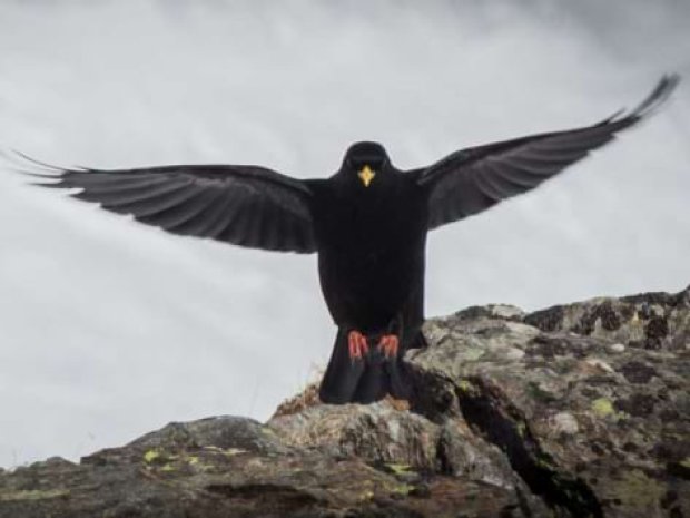 Aigle de montagne