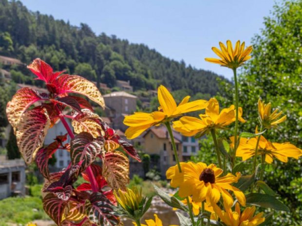 Plan rapproché sur des fleurs et paysages d'Ardèche