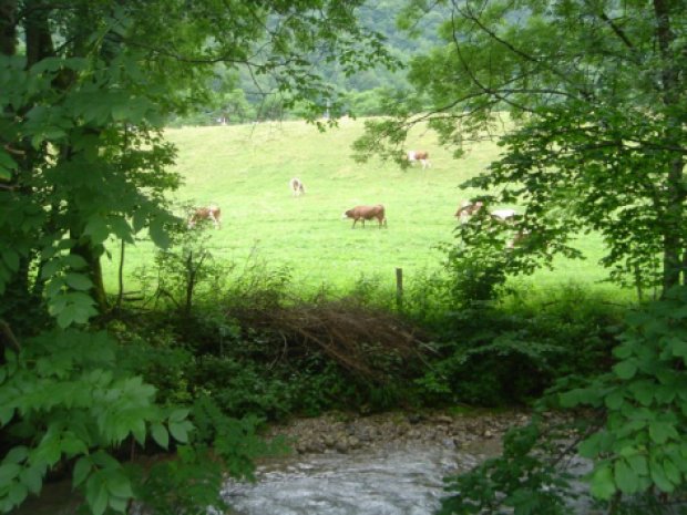 Ruisseaux et vaches de Bellevaux