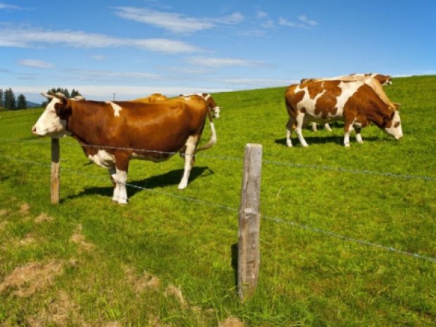 Vaches dans les prairies d'Auvergne