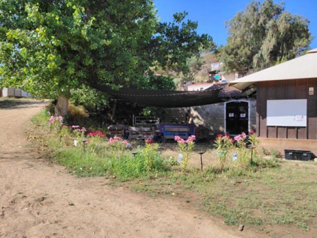 photographie du jardin et de la végétation du camping en corse