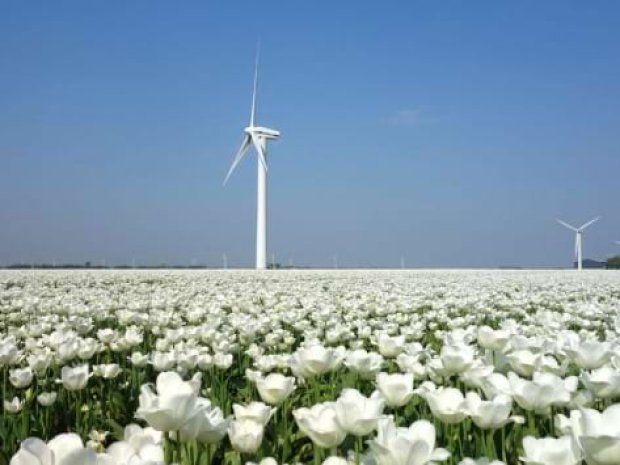 Champs de tulipe, fleur typique de la Hollande