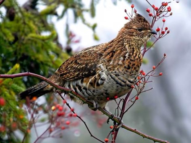 gelinotte oiseau hiver vassieux centre de vacances