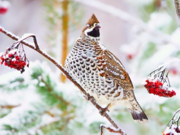 Gelinotte sur un arbre enneigé