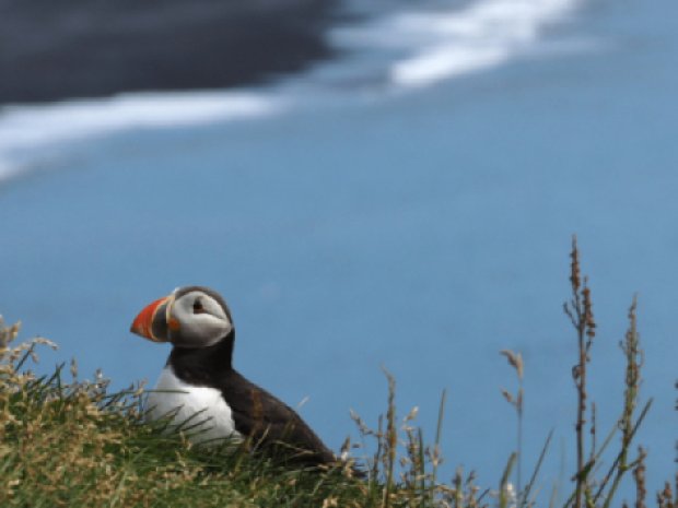 oiseau en islande en colonie de vacances